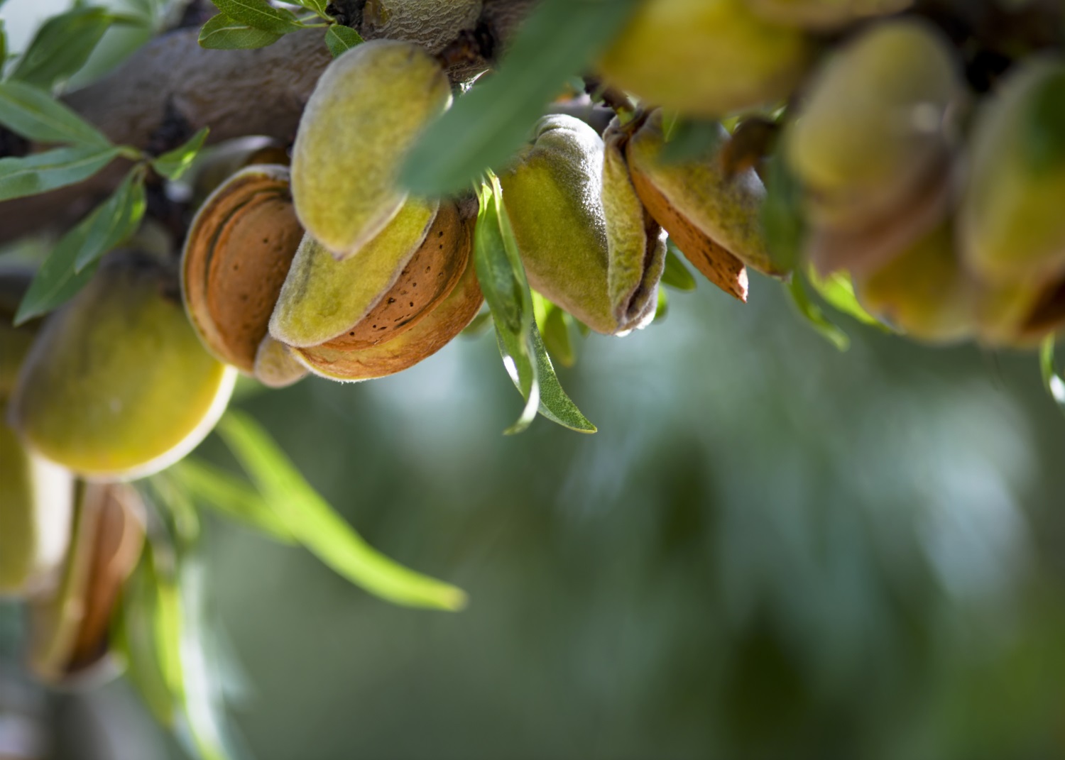 Overall situation of almond market in 2024
